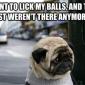 Poor Pug