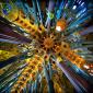 Ceiling of Sagrada Familia, Barcelona