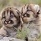 Baby Mountain Lions