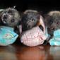 Baby Bats In Mini Sleeping Bags