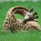 Sleeping Baby Giraffe