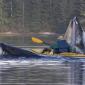 Kayaking in Alaska When Suddenly...