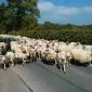 Baaaaah-d Traffic