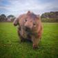 Wombat