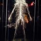 Human Nervous System