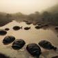 Herd of mud-bathing tortoises at dusk