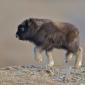 Baby Musk Ox