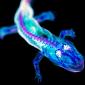 Salamander Under A Blacklight