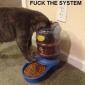 Cat Food