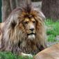 Bad Hair Day Lion