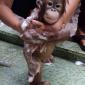 Baby Orangutan Bathing