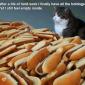 Hot Dog Cat