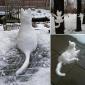 Snow Cats