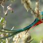 Quetzal