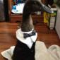 A Duck in a Tux