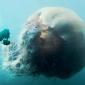 Giant Jellyfish In The Waters Off Japanese Coast