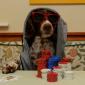 Poker Dog