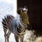 Two Day Old Zebra