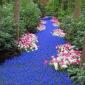 River of Flowers, Netherlands