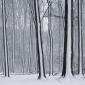 Snow Striped Forest