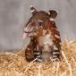 Baby Tapir