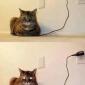 Cat is Charging