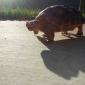 Baby Tortoise Riding A Tiny Skateboard