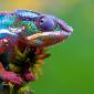 Colorful Chameleon