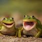 Happy Frogs