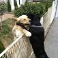 Dog Hug