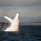 Albino Humpback Whale