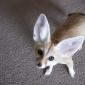 Fennec Fox