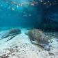 West Indian Manatees