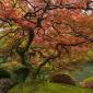 Portland's Japanese Maple