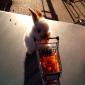 Bunny Going Carrot Shopping