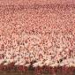 A Few Flamingos