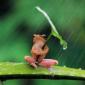 Froggy Umbrella