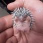 Baby Hedgehog