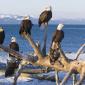 Flock of Bald Eagles