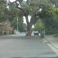 Tree In The Middle of the Road