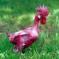 Featherless Rooster