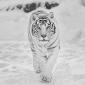 Siberian Snow Tiger