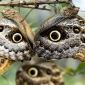 Owl Eyes or Butterflies?