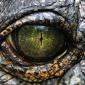 Crocodile Eye