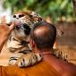 Monk Feeding A Three Year Old 350kg Male Tiger