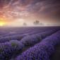 Lavender Field