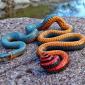 Ringneck Snake