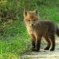 Baby Fox