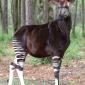 Okapi