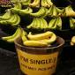 Single Bananas